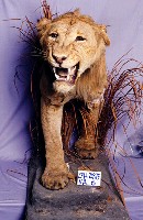 Lion Collection Image, Figure 4, Total 14 Figures